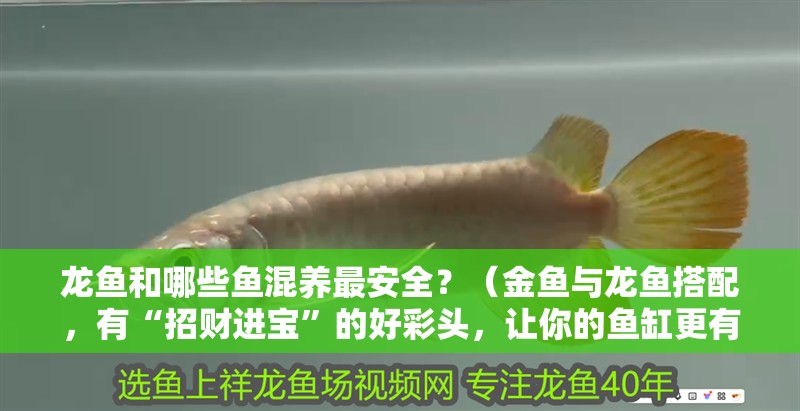 龍魚和哪些魚混養最安全？（金魚與龍魚搭配，有“招財進寶”的好彩頭，讓你的魚缸更有氣勢）