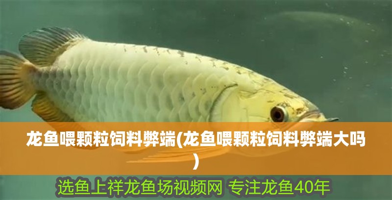 龍魚喂顆粒飼料弊端(龍魚喂顆粒飼料弊端大嗎)