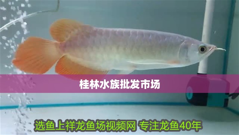 <strong><mark>桂林</mark></strong>水族批發(fā)市場
