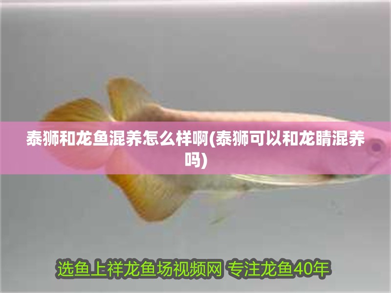 泰獅和龍魚混養(yǎng)怎么樣啊(泰獅可以和龍睛混養(yǎng)嗎)