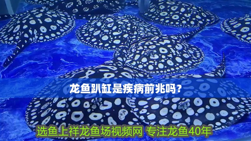 龍魚趴缸是疾病前兆嗎？ 龍魚趴缸是疾病前兆嗎？ 龍魚百科