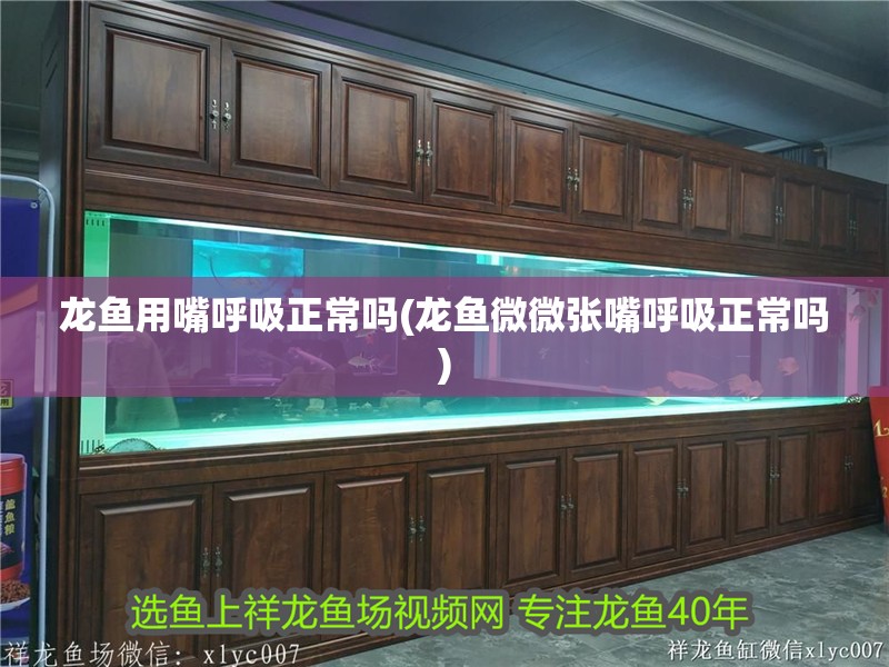龍魚用嘴呼吸正常嗎(龍魚微微張嘴呼吸正常嗎)