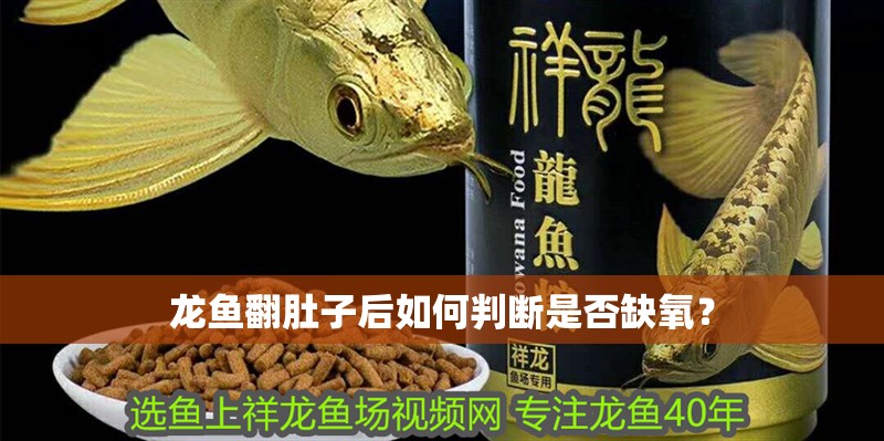龍魚翻肚子后如何判斷是否缺氧？