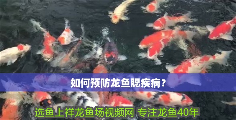 如何預防龍魚腮疾病？