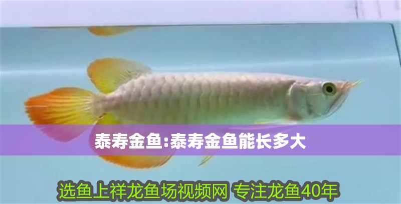 泰壽金魚(yú):泰壽金魚(yú)能長(zhǎng)多大
