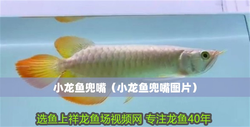 小龍魚兜嘴（小龍魚兜嘴圖片）