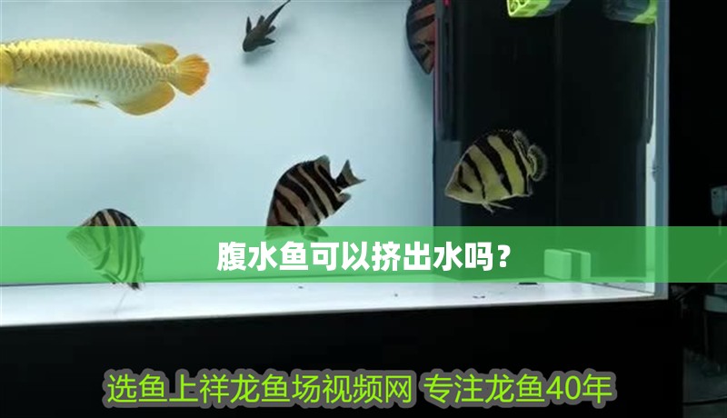腹水魚可以擠出水嗎？