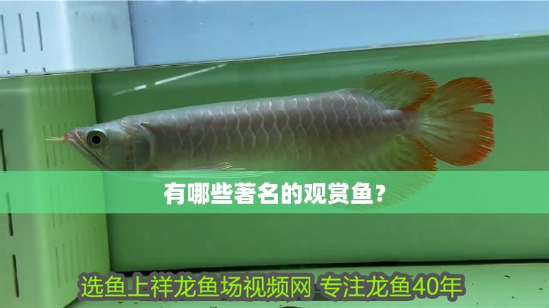 有哪些著名的觀賞魚？