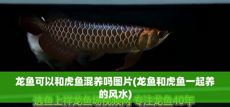 龍魚可以和虎魚混養嗎圖片(龍魚和虎魚一起養的風水)