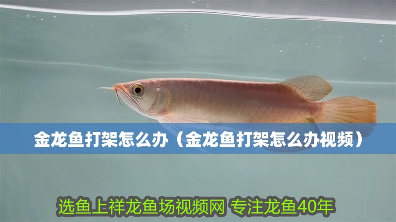 金龍魚打架怎么辦（金龍魚打架怎么辦視頻）