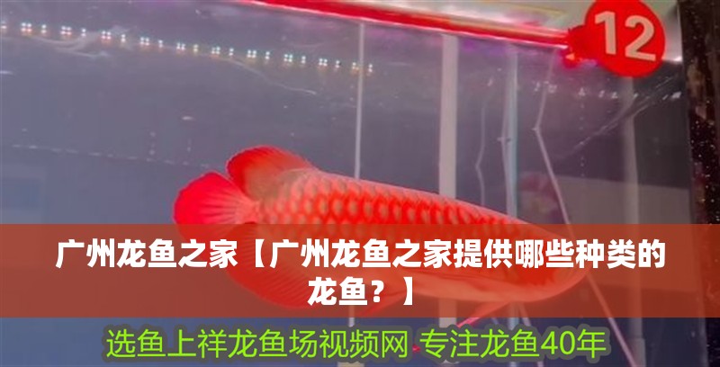 廣州龍魚之家【廣州龍魚之家提供哪些種類的龍魚？】 廣州龍魚之家【廣州龍魚之家提供哪些種類的龍魚？】 觀賞魚百科