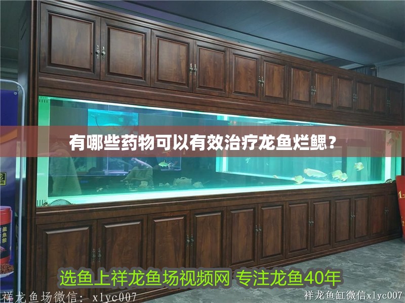 有哪些藥物可以有效治療龍魚爛鰓？