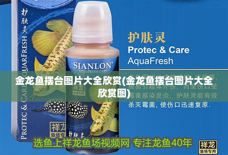 金龍魚擺臺圖片大全欣賞(金龍魚擺臺圖片大全欣賞圖)