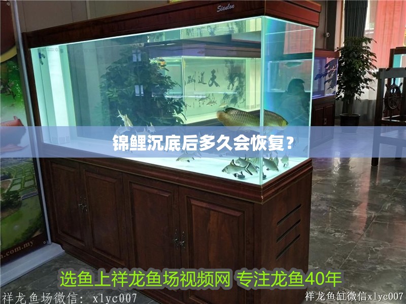 錦鯉沉底后多久會恢復？