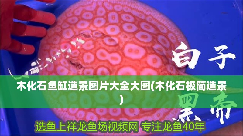 木化石魚缸造景圖片大全大圖(木化石極簡造景) 木化石魚缸造景圖片大全大圖(木化石極簡造景) 觀賞魚百科