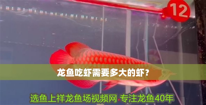龍魚(yú)吃蝦需要多大的蝦？