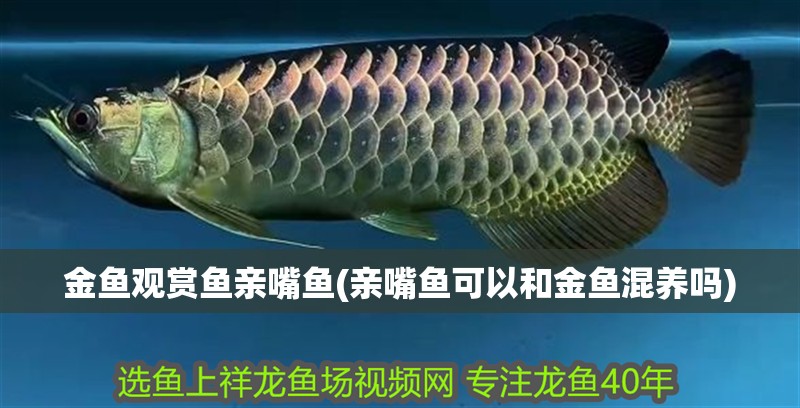 金魚觀賞魚親嘴魚(親嘴魚可以和金魚混養嗎)