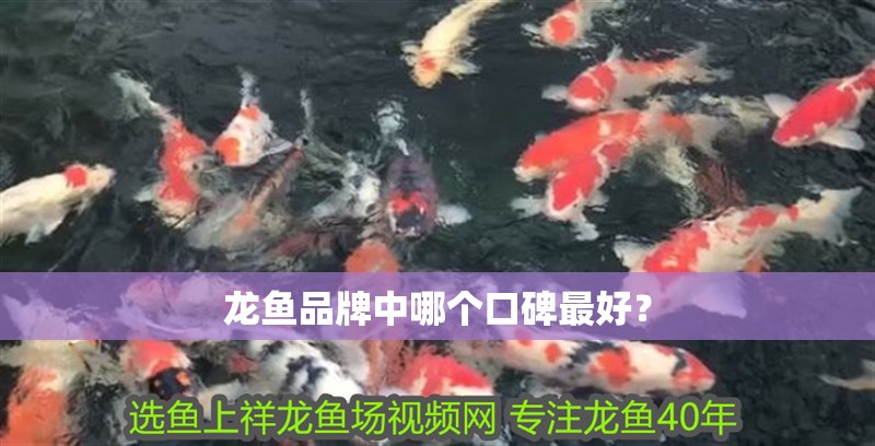 龍魚品牌中哪個口碑最好？