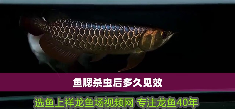 魚腮殺蟲后多久見效