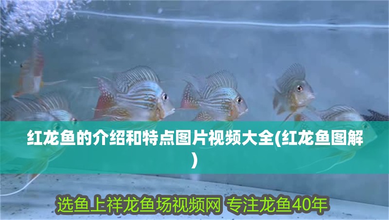紅龍魚的介紹和特點圖片視頻大全(紅龍魚圖解)