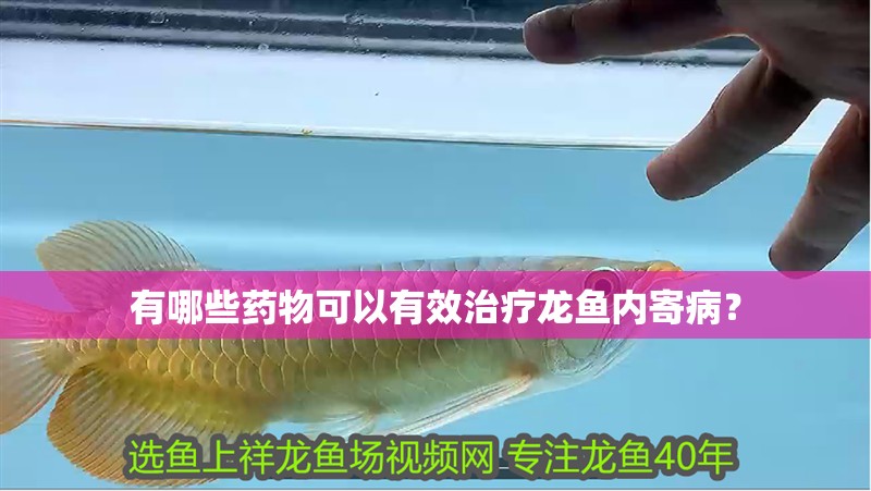 有哪些藥物可以有效治療龍魚內寄病？