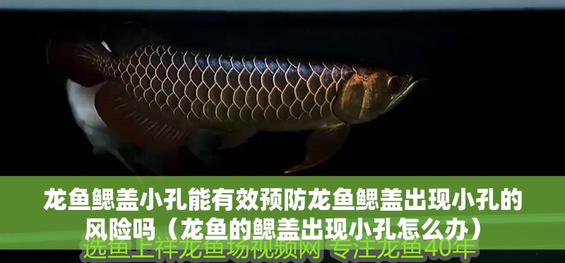 龍魚鰓蓋小孔能有效預防龍魚鰓蓋出現小孔的風險嗎（龍魚的鰓蓋出現小孔怎么辦）