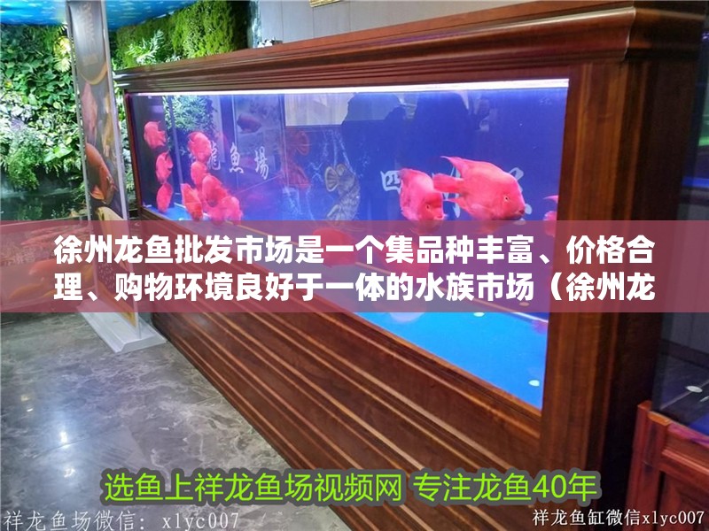 徐州龍魚批發市場是一個集品種豐富、價格合理、購物環境良好于一體的水族市場（徐州龍魚批發市場和祥龍魚場營銷圖文示例圖文示例）