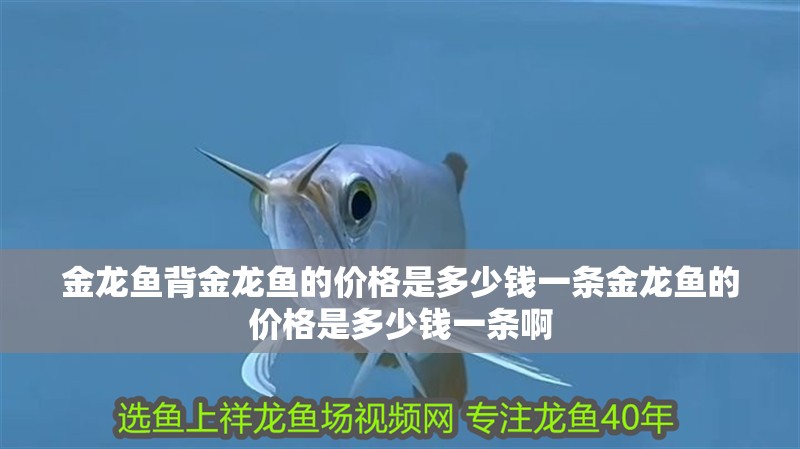 金龍魚背金龍魚的價(jià)格是多少錢一條金龍魚的價(jià)格是多少錢一條啊