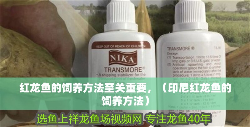 紅龍魚的飼養方法至關重要，（印尼紅龍魚的飼養方法）