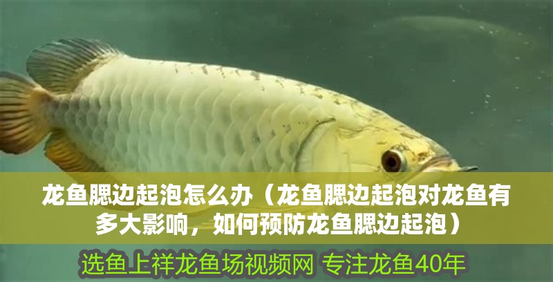 龍魚腮邊起泡怎么辦（龍魚腮邊起泡對龍魚有多大影響，如何預防龍魚腮邊起泡）