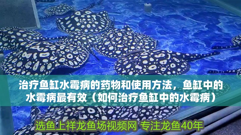 治療魚缸水霉病的藥物和使用方法，魚缸中的水霉病最有效（如何治療魚缸中的水霉病）