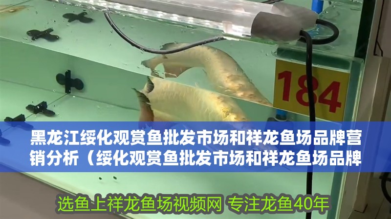 黑龍江綏化觀賞魚批發市場和祥龍魚場品牌營銷分析（綏化觀賞魚批發市場和祥龍魚場品牌營銷分析（vis））