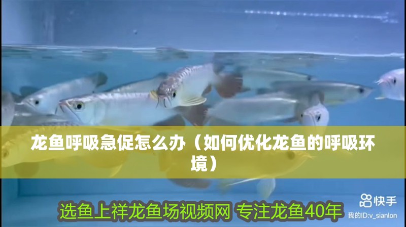 龍魚呼吸急促怎么辦（如何優(yōu)化龍魚的呼吸環(huán)境）