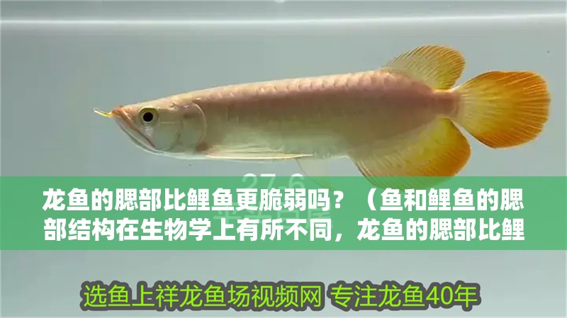 龍魚(yú)的腮部比鯉魚(yú)更脆弱嗎？（魚(yú)和鯉魚(yú)的腮部結(jié)構(gòu)在生物學(xué)上有所不同，龍魚(yú)的腮部比鯉魚(yú)更脆弱）