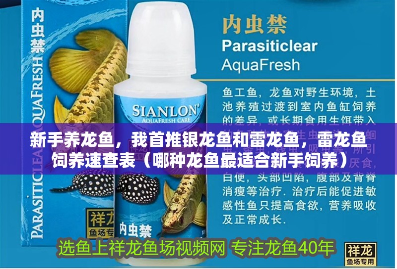 新手養龍魚，我首推銀龍魚和雷龍魚，雷龍魚飼養速查表（哪種龍魚最適合新手飼養）