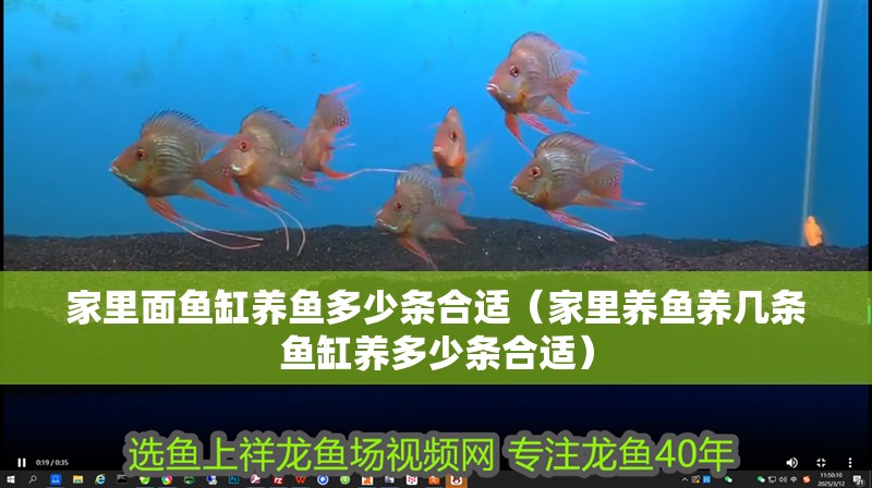 家里面魚缸養魚多少條合適（家里養魚養幾條魚缸養多少條合適）
