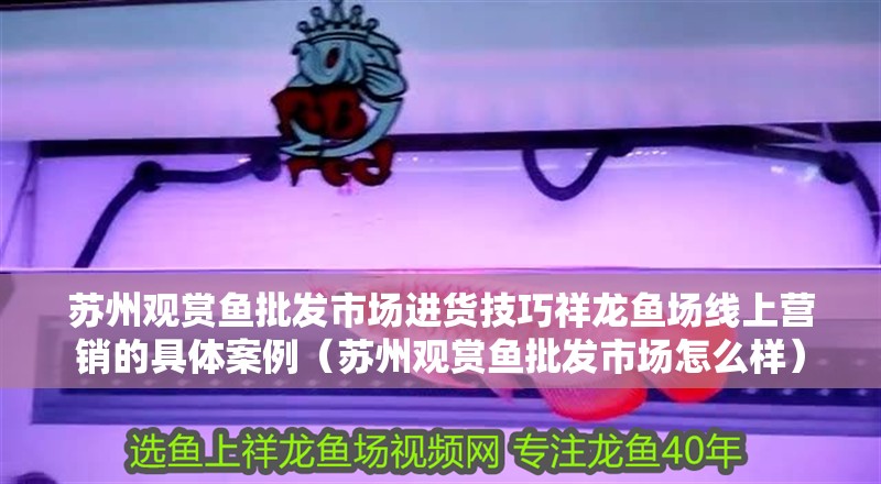 蘇州觀賞魚批發市場進貨技巧祥龍魚場線上營銷的具體案例（蘇州觀賞魚批發市場怎么樣）