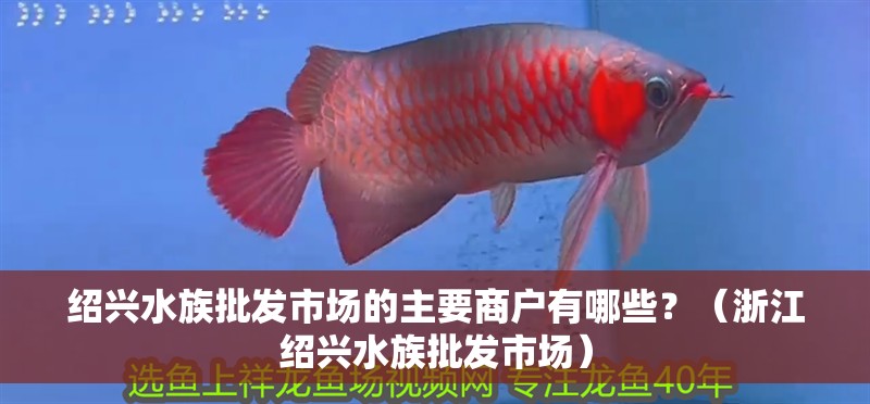 紹興水族批發市場的主要商戶有哪些？（浙江紹興水族批發市場）