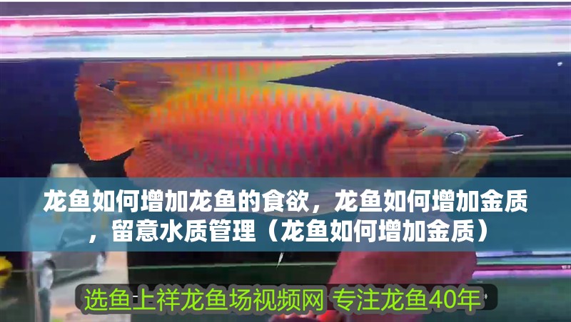 龍魚如何增加龍魚的食欲，龍魚如何增加金質(zhì)，留意水質(zhì)管理（龍魚如何增加金質(zhì)）