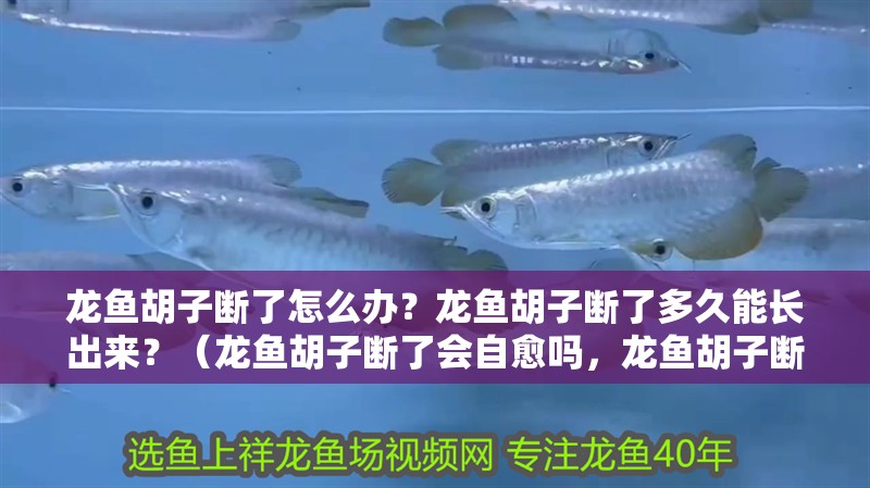 龍魚胡子斷了怎么辦？龍魚胡子斷了多久能長出來？（龍魚胡子斷了會自愈嗎，龍魚胡子斷了多久能長出來嗎）