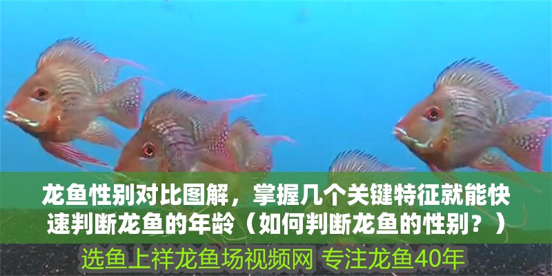 龍魚性別對比圖解，掌握幾個關(guān)鍵特征就能快速判斷龍魚的年齡（如何判斷龍魚的性別？）