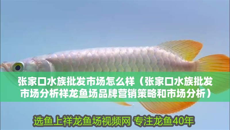 張家口水族批發市場怎么樣（張家口水族批發市場分析祥龍魚場品牌營銷策略和市場分析）