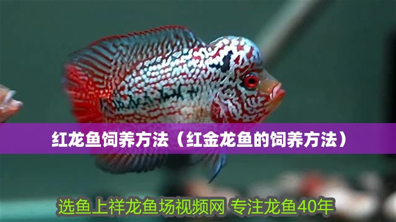 紅龍魚飼養(yǎng)方法（紅金龍魚的飼養(yǎng)方法）