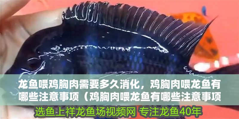 龍魚喂雞胸肉需要多久消化，雞胸肉喂龍魚有哪些注意事項（雞胸肉喂龍魚有哪些注意事項，）