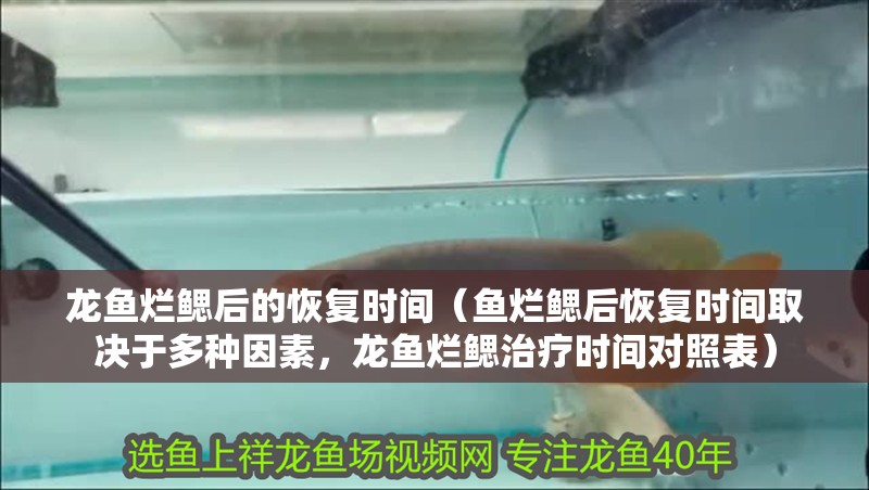 龍魚爛鰓后的恢復時間（魚爛鰓后恢復時間取決于多種因素，龍魚爛鰓治療時間對照表）