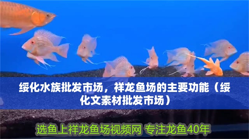 綏化水族批發(fā)市場(chǎng)，祥龍魚(yú)場(chǎng)的主要功能（綏化文素材批發(fā)市場(chǎng)）