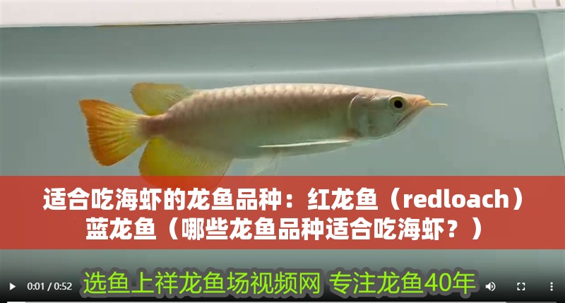 適合吃海蝦的龍魚品種：紅龍魚（redloach）藍龍魚（哪些龍魚品種適合吃海蝦？）