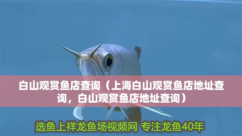 白山觀賞魚店查詢（上海白山觀賞魚店地址查詢，白山觀賞魚店地址查詢）