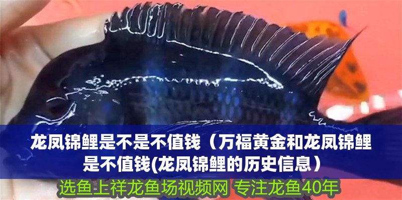 龍鳳錦鯉是不是不值錢（萬福黃金和龍鳳錦鯉是不值錢(龍鳳錦鯉的歷史信息）