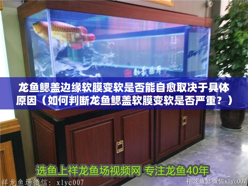 龍魚鰓蓋邊緣軟膜變軟是否能自愈取決于具體原因（如何判斷龍魚鰓蓋軟膜變軟是否嚴重？）